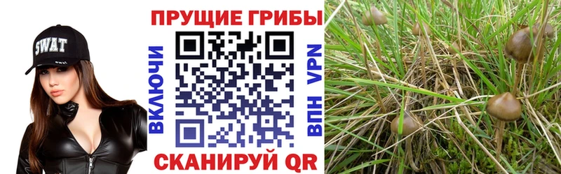 где найти наркотики  Абдулино  Галлюциногенные грибы ЛСД 